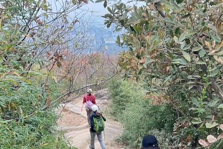 2026��ľ�������������Ƽ�